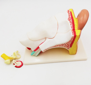 GelsonLab HSBM-197 Insan Kulak Modeli plastik kulak modeli 3 kez 5 parça öğretim kulak modeli - Product Image 4
