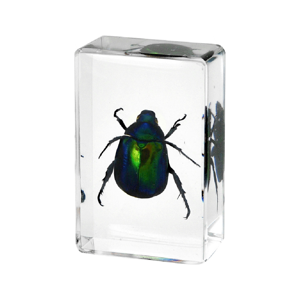 4.5 cm small size-bronze-green japanese beetle