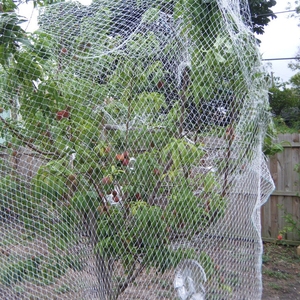 Rete agritulturale per alberi da frutto rete per uccelli in Nylon trasparente per nebbia di uccelli hdpe - Product Image 1
