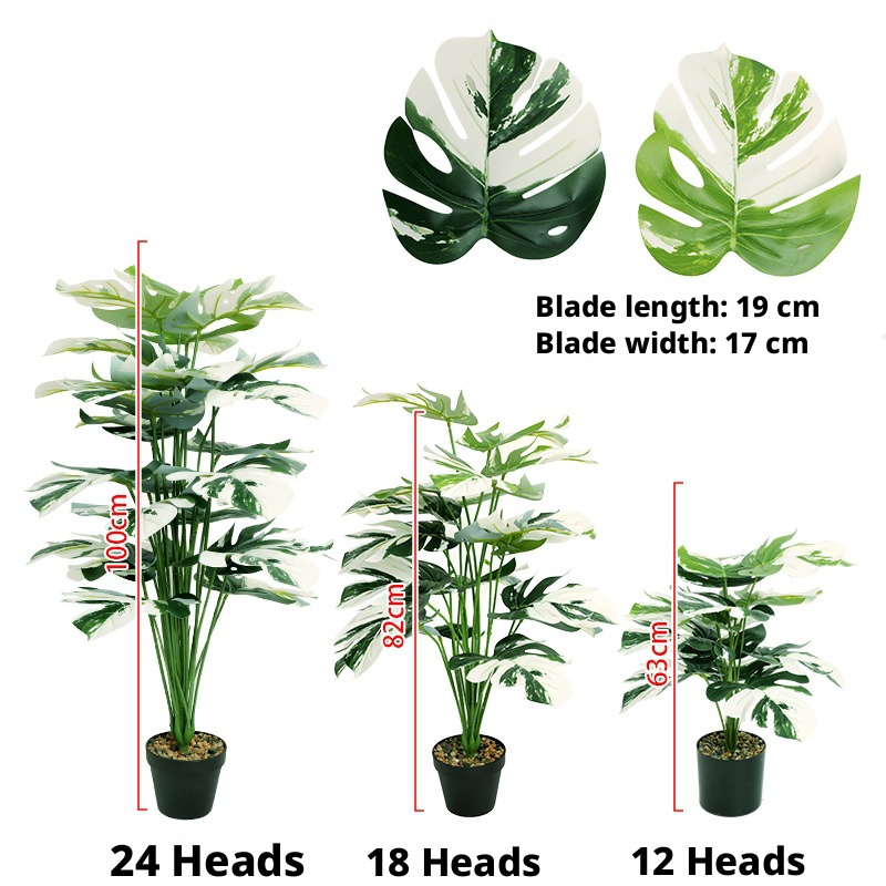 Monstera Albo (Variegated Monstera)