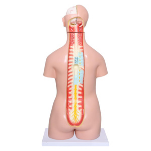 2025 New KRC Medical Science 85 cm Tri-sex Trunk Teaching Model <strong>Human</strong> Anatomical Torso Model <strong>Human</strong> Torso Anatomical Model - Product Image 6