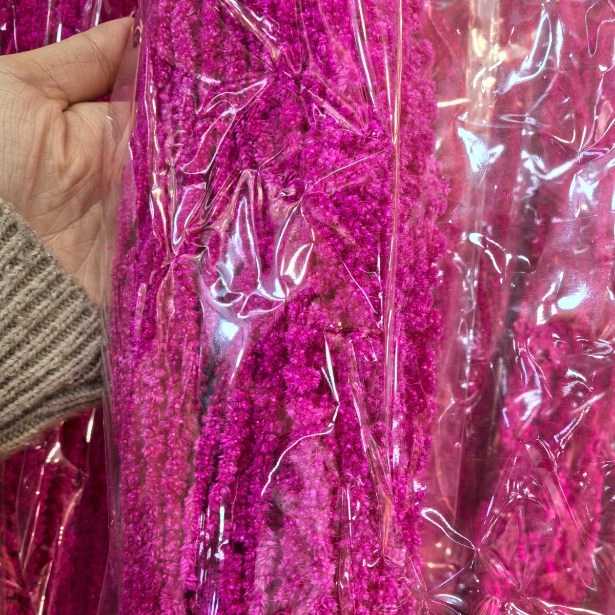 Magenta