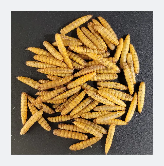 Vente en gros de mouches soldats noires séchées larves asticots insectes haute teneur en protéines larves séchées snack pour animaux de compagnie alimentation animale