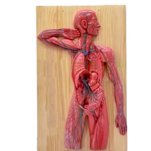 İnsan lenfatik sistem Organ modeli, bağışıklık sistemi anatomik öğretim tıbbi aracı 3D simülatörü - Product Image 1