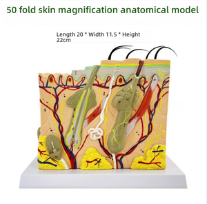 Medical 3D PVC Manikin Enlarged <strong>Human</strong> Layered Anatomy Model for Teaching and Scalp Structure Study Skin Tissue Structure Model - Product Image 2