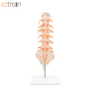 Sakrum, Spinal sinirler ve herniasyon diski ile insan omurga modeli insan lomber omurga modeli temizleyin - Product Image 4