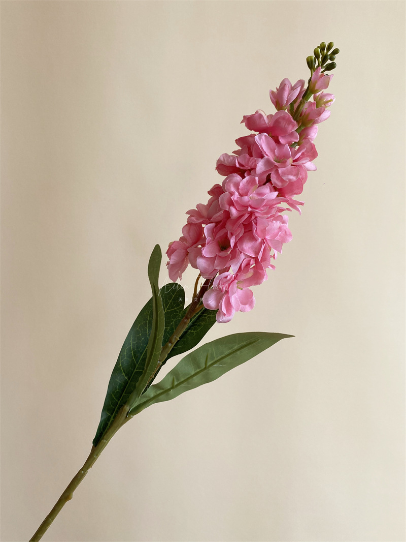 80cm rose