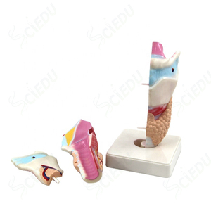 3-part Functional <strong>Larynx</strong> Model Medical Human Anatomical <strong>Larynx</strong> Model - Product Image 2