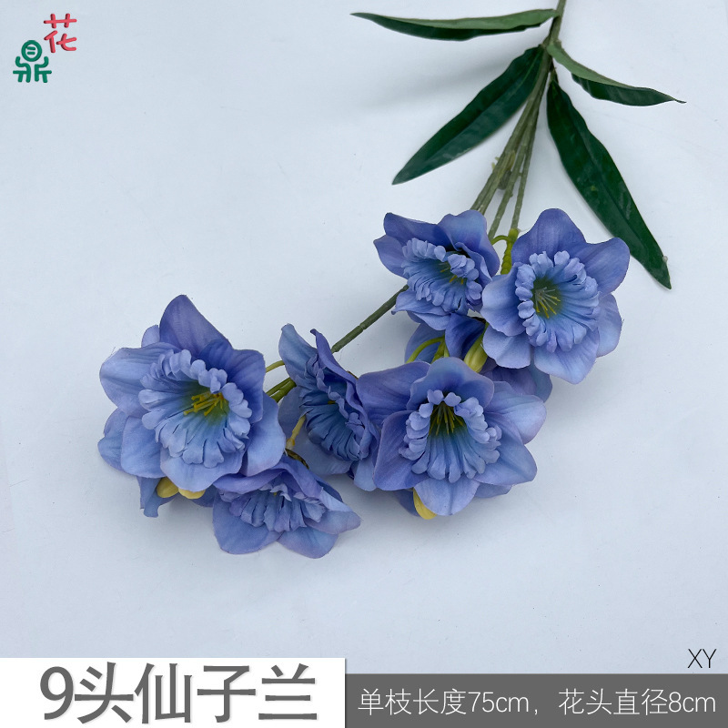 Orchidée féerique à 9 têtes XY bleue
