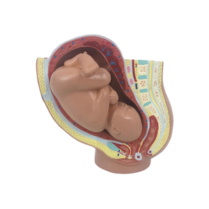 نموذج توجيه كامل للجنين للتعليم الطبي من ADA ونموذج توجيه الجنين المصغر للتدريس والتعلم - Product Image 5