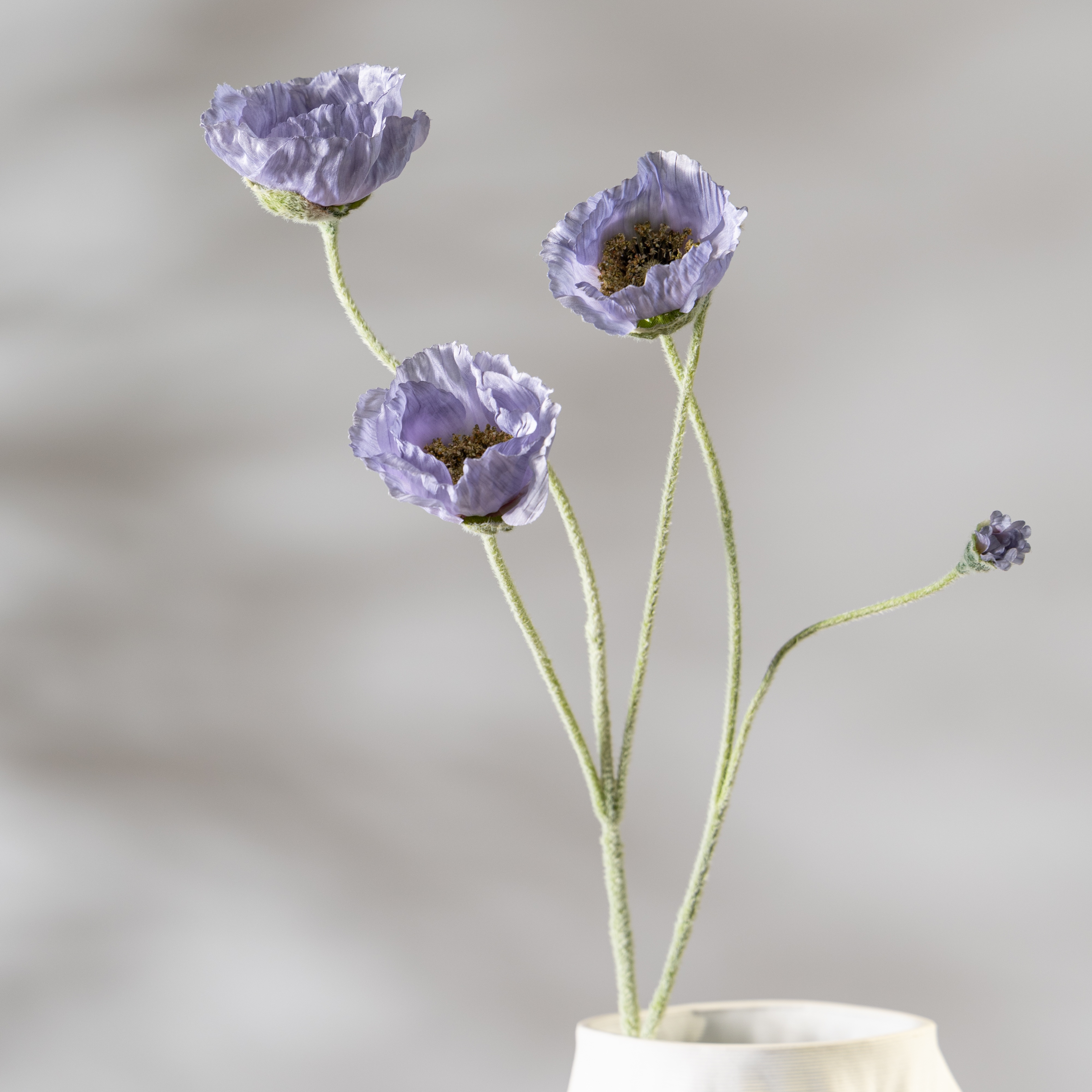 Pourpre