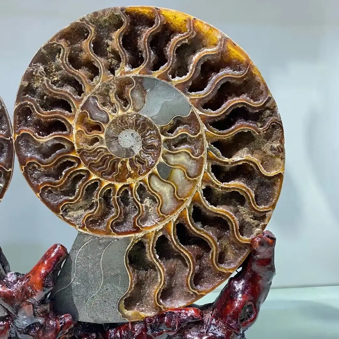 WEIFENG grosir ammonite mineral alami fosil kristal kerajinan Amon untuk dekorasi rumah