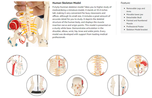 Giải phẫu phòng thí nghiệm giáo dục Mô hình bộ xương người với các tĩnh mạch thần kinh và động mạch sọ Mô hình giải phẫu y tế Mô hình bộ xương người - Product Image 6