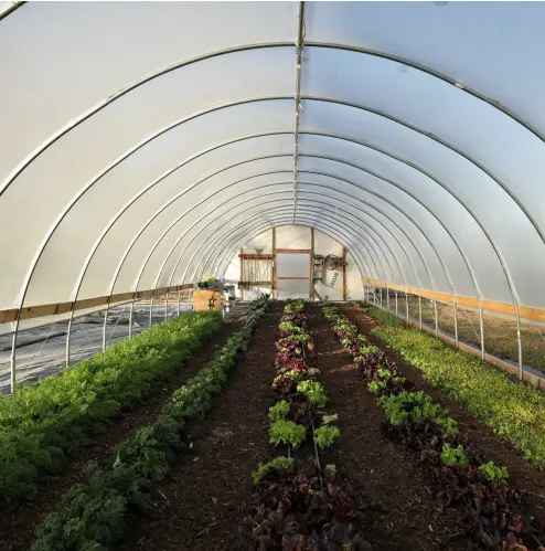 Invernadero comercial de la agricultura del marco de acero de la casa verde del tomate