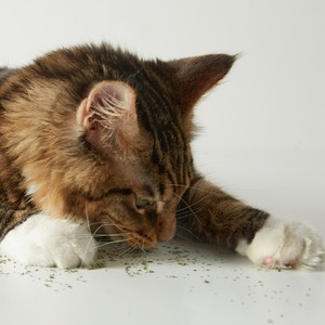 UFBemo-hierba gatera orgánica fresca para gatos, juguetes a granel - Product Image 4