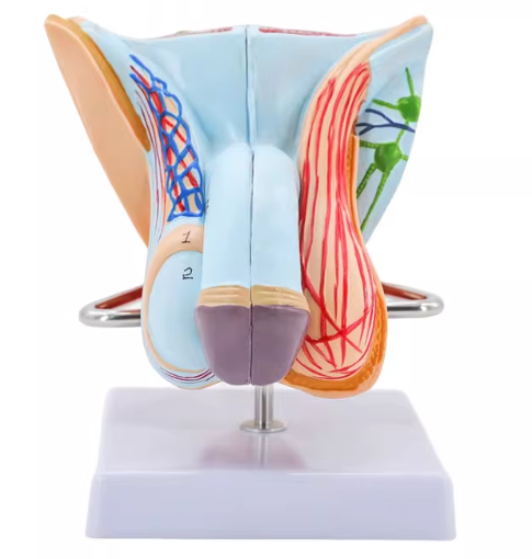 Modèle anatomique noir du système reproducteur masculin