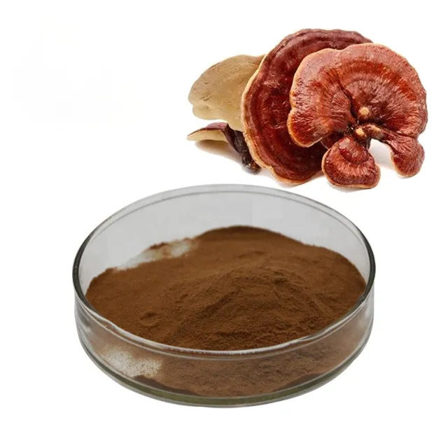 Comprar comida saludable, Ganoderma Lucidum, micelio en polvo, extracto de seta de Reishi rojo orgánico, venta al por mayor