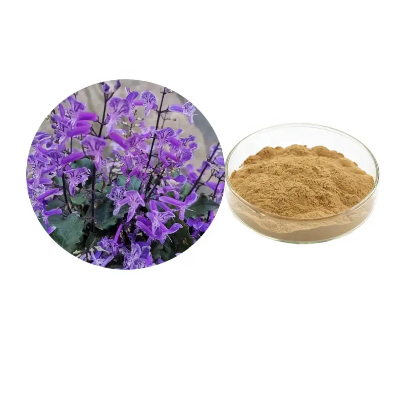 Plectranthus barbatus chiết xuất bột 10:1 plectranthus caninus Roth chiết xuất