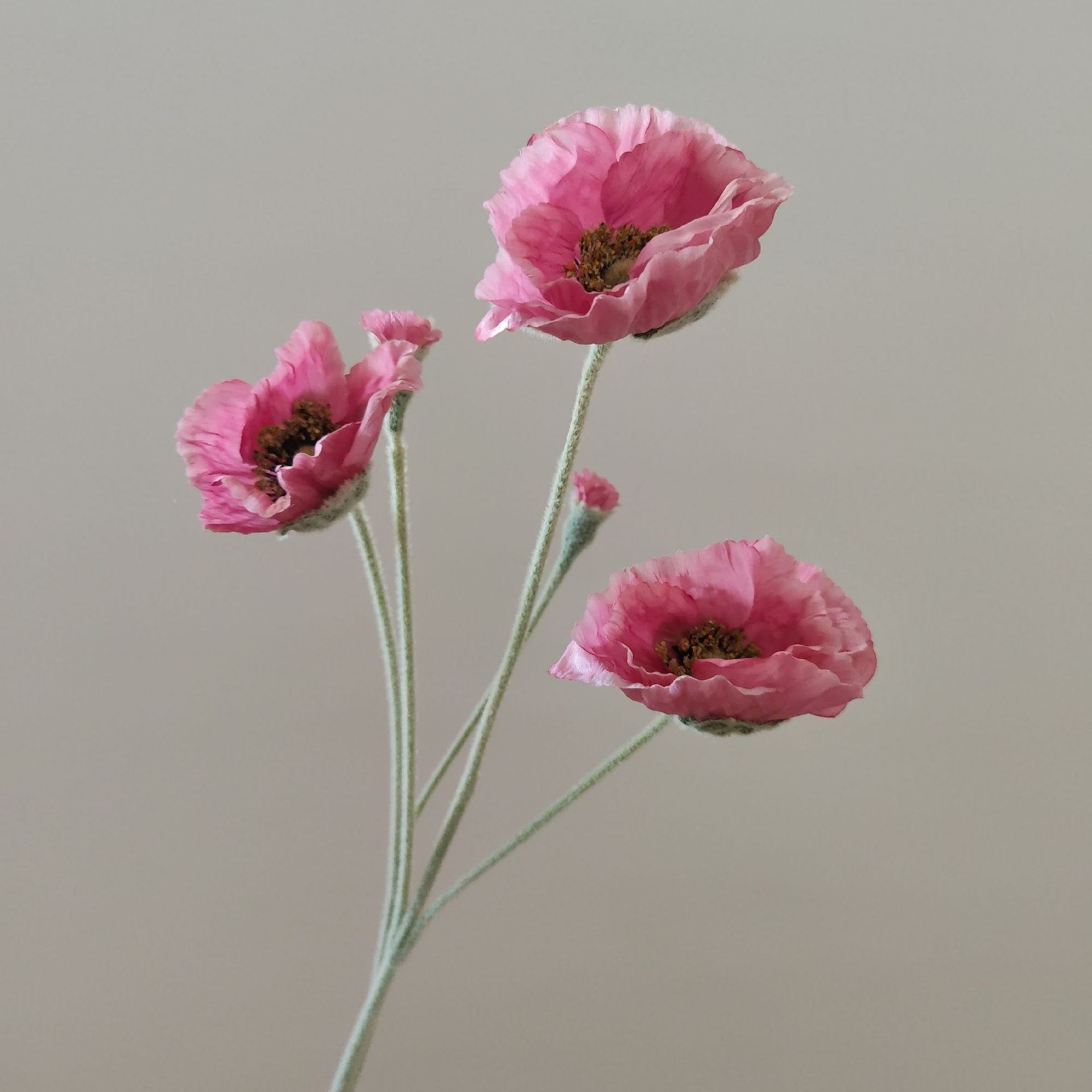 Rose de Venise