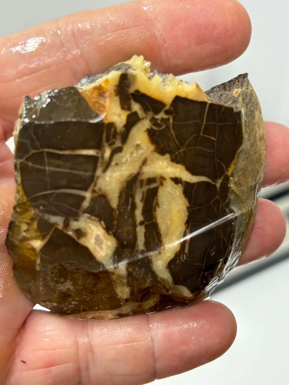 Septarian Slab