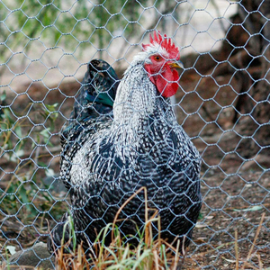 Rete metallica esagonale galvanizzata di buona qualità della maglia di pollo all'ingrosso della fabbrica di maglia esagonale di apertura della maglia metallica dimensione per pollai - Product Image 3