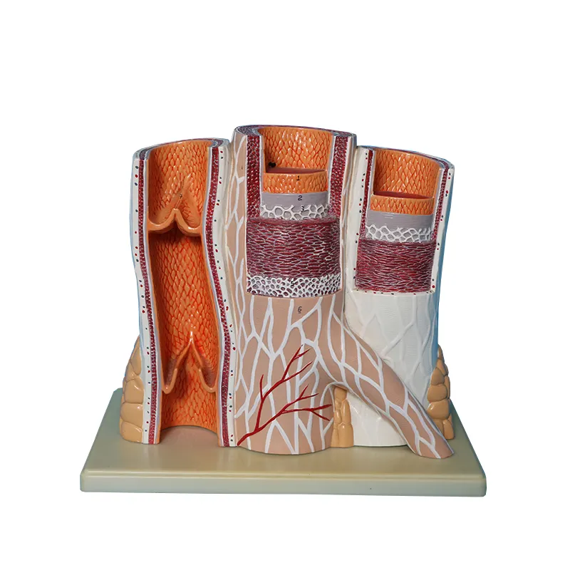 Un modello anatomico ingrandito di arterie e vene umane