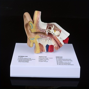 İnsan kulak anatomisi modeli yaşam boyu kulak yapısı işitsel öğrenme öğretimi için İngilizce etiketli eğitim öğretim aracı - Product Image 3