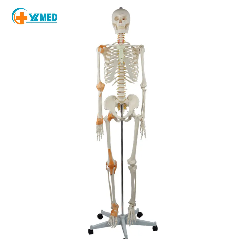 Modelo de esqueleto humano popular de 180 cm, modelo com meia ligação para pesquisa médica e demonstrações de ensino de anatomia humana