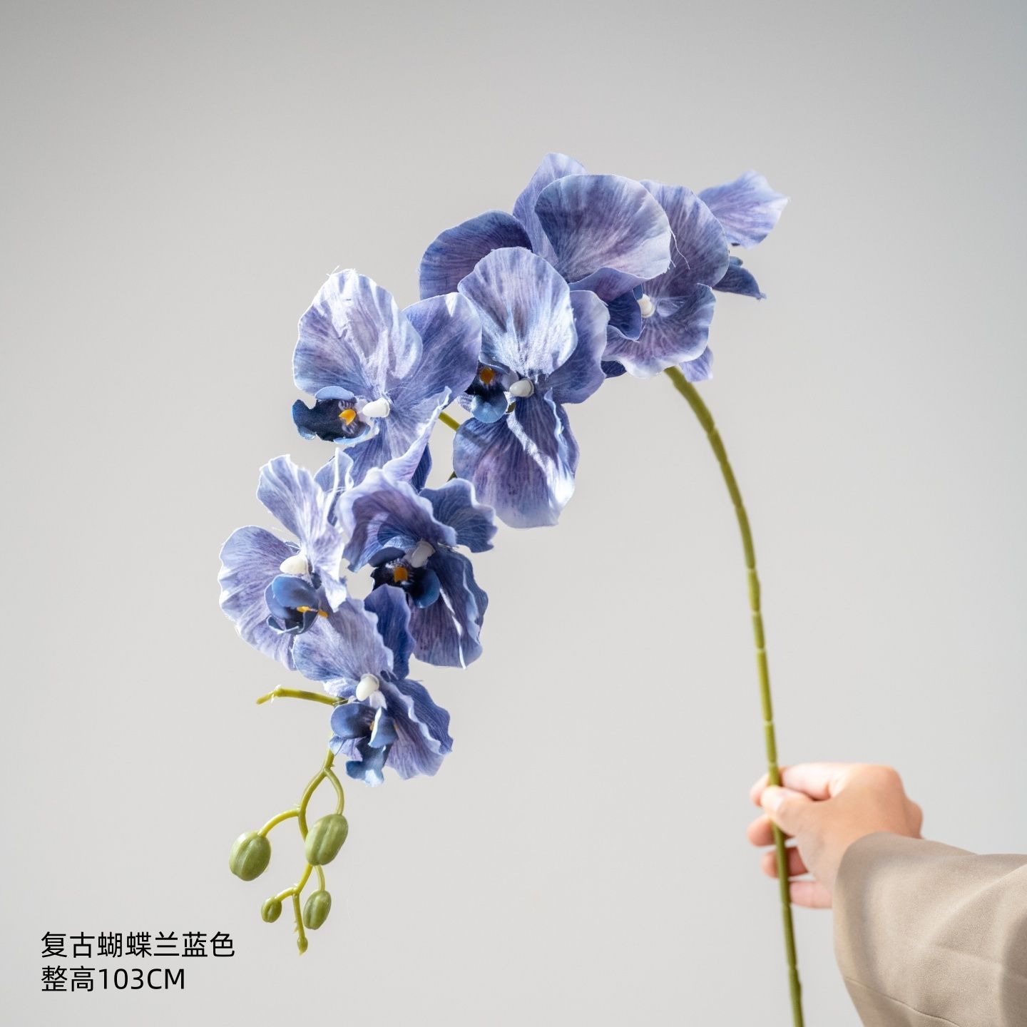 Phalaenopsis rétro bleu
