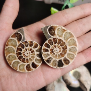 Un par de fósiles de concha en rodajas para hacer colgantes, fósil de amonita arcoíris, espécimen fósil de concha de caracol - Product Image 4