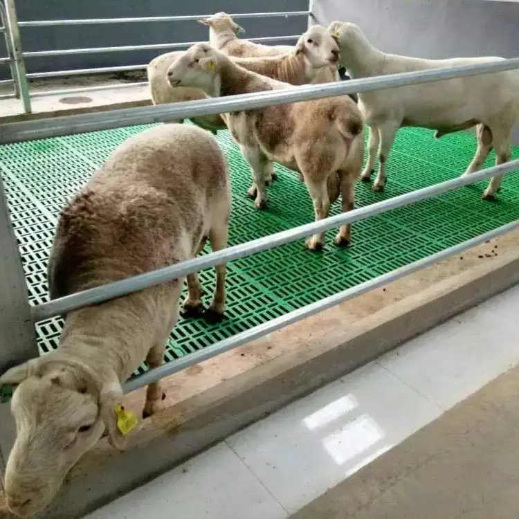 Suelo de listón de plástico para granja de ovejas, 60x60cm, suelo de listón de cabra de plástico para granja de cabra/oveja en la India