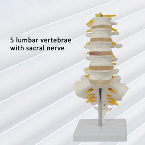 SCIEDU öğretim kaynağı tıbbi insan iskelet modeli omurga modeli 5 Sacral sinir I ortopedik modeli ile lomber vertebra - Product Image 2