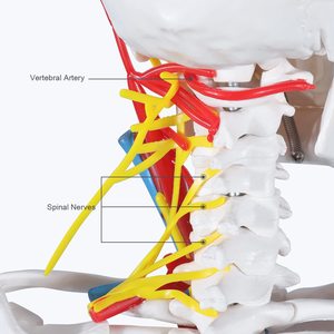 85cm Neurovascular Heart Skeleton Model Human Anatomy Model Detachable Limbs Teaching <strong>Explanation</strong> Doctor-Patient Models - Product Image 3