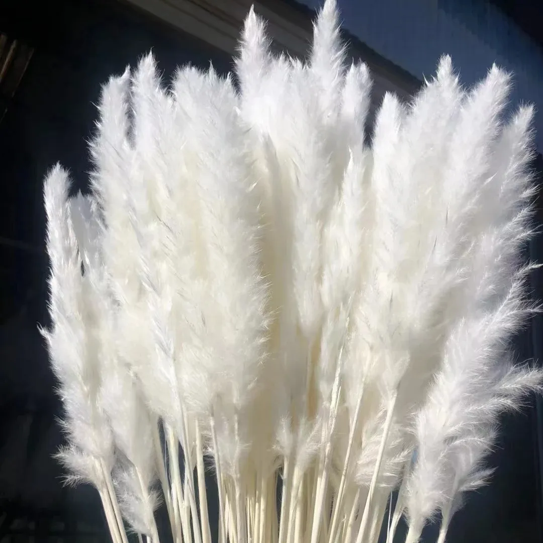 Grama de pampas pequena com 15 hastes, flores secas naturais de alta qualidade, atacado para decoração de casamentos e casas