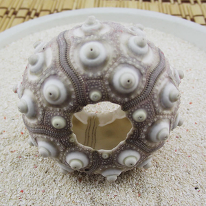 Tự Nhiên Biển Nhím Vỏ Bình Tinh Tế Độc Đáo Dứa Thiết Kế Cổ Điển Trong Nhà Và Ngoài Trời Nhà Máy Nồi Thanh Lịch Món Quà Cưới Ý Tưởng - Product Image 6