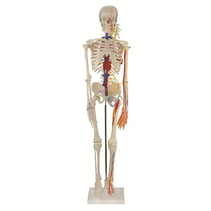 Esqueleto humano de plástico de PVC educativo de 85 cm con modelo de nervios modelo de enseñanza modelo de anatomía