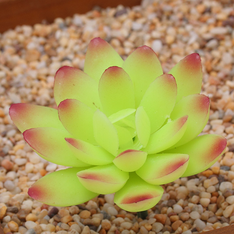 vert 5 coins lotus-luciole jaune