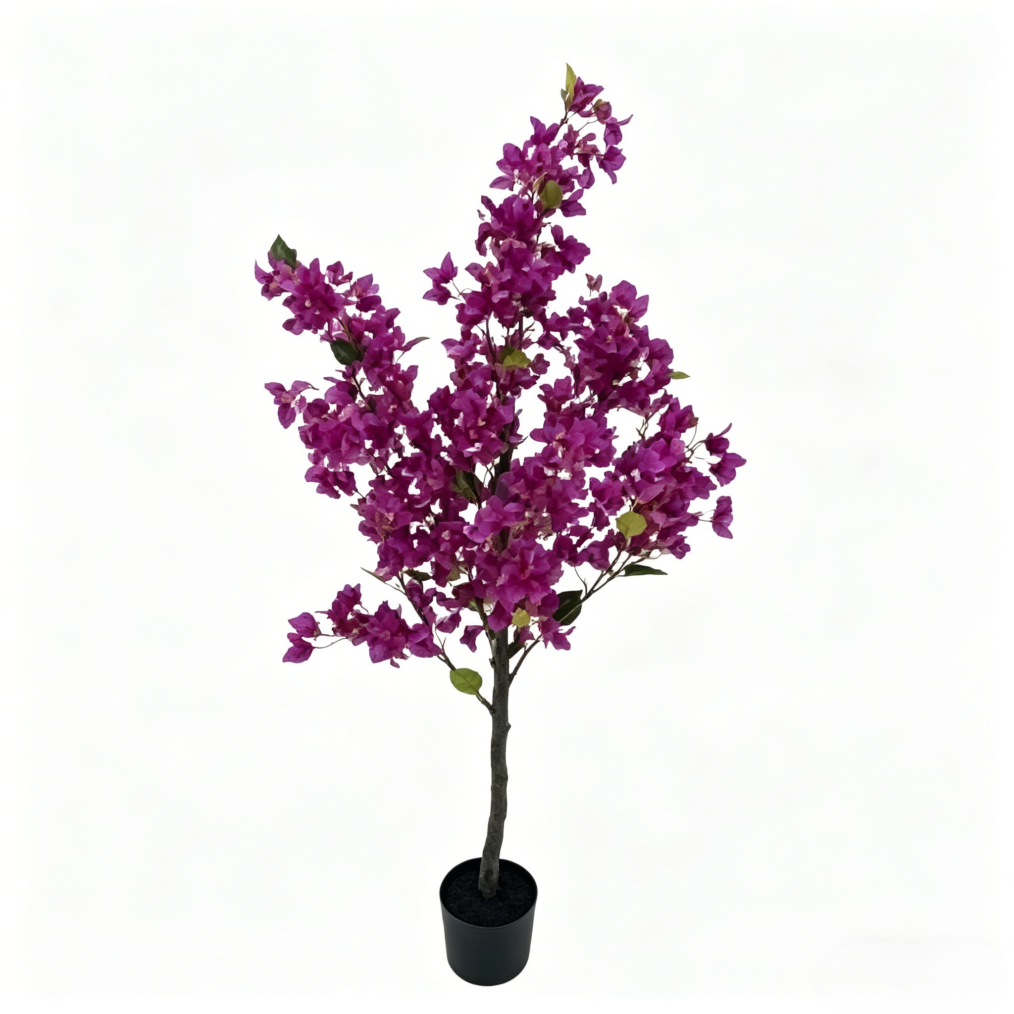 Pourpre