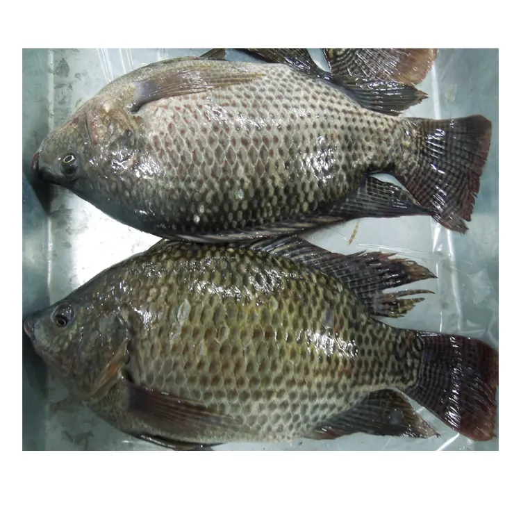 Tilapia criada en granja congelada de la mejor calidad, exportadores de pescado de agua dulce, precio al por mayor para compradores e importadores en África