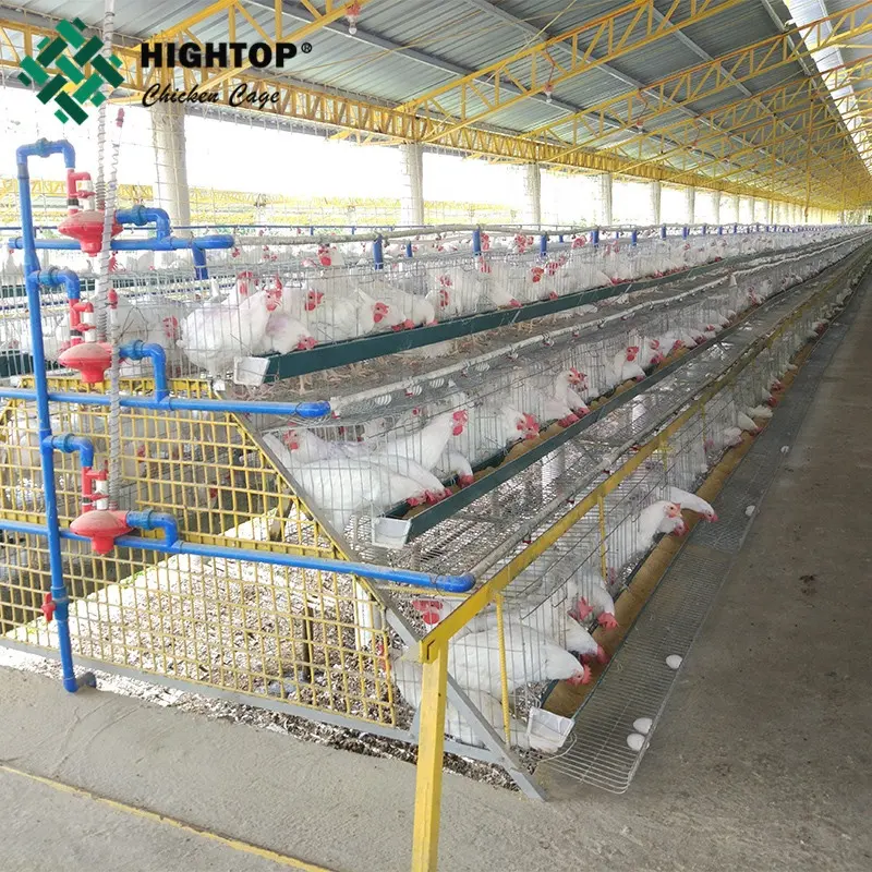 Un tipo di uccelli strato di pollame fattoria gabbia di pollo miglior prezzo caldo immerso rete metallica zincata per la vendita in zambia