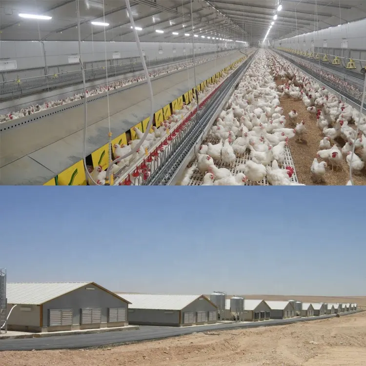 Huhn geflügelfarm haus design für schichten in kenia bauernhof in china