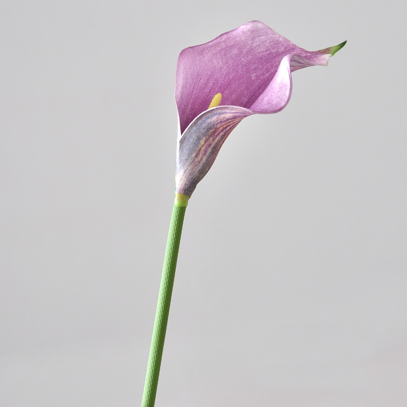 Light Purple