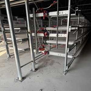 Vendita calda di nuove attrezzature per l'allevamento di polli-gabbie a strato di batteria per galline ovaiole in Algeria - Product Image 4