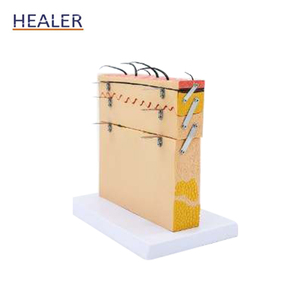 3D <strong>Human</strong> Skin Anatomical Model 70x Magnified PVC and Plastic Skin Structure Model for Medical Science and Skeleton Study - Product Image 4