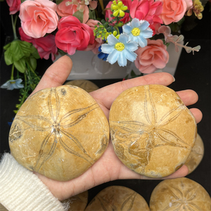 Fósiles pulidos de piedra natural mágica al por mayor, fósiles de Caracol de mar, a la venta para regalo - Product Image 4