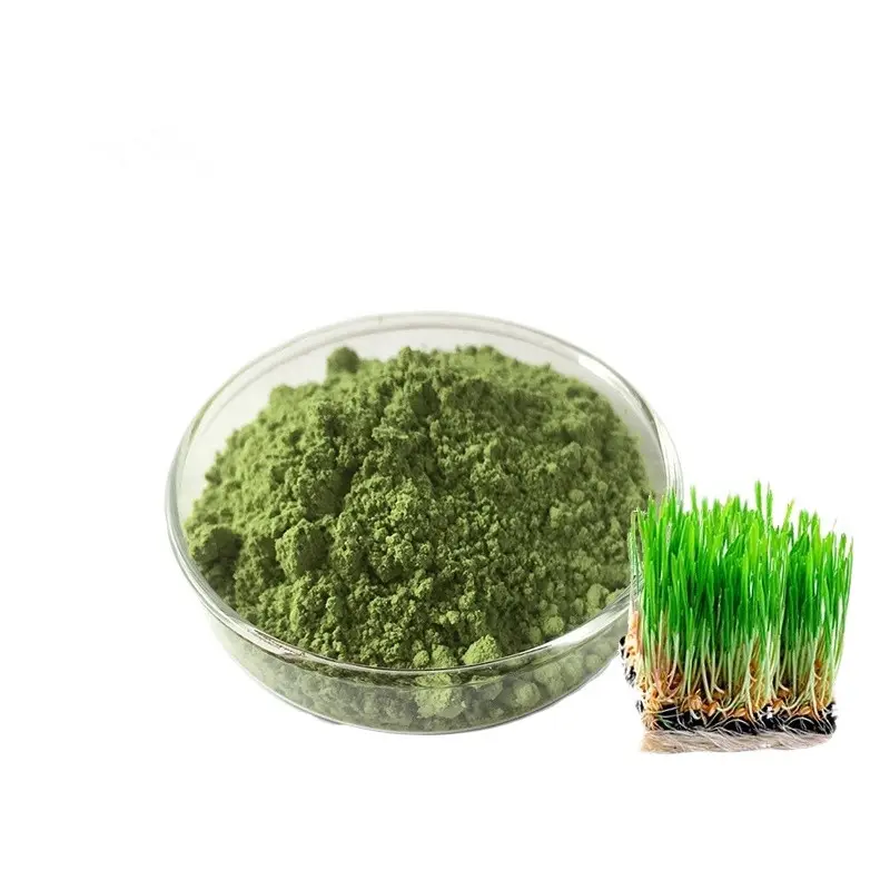 Polvo de jugo de hierba de cebada natural para el cuidado de la salud al por mayor