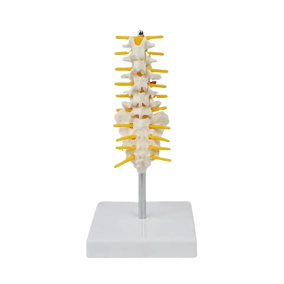 Modelo de Coluna Lombar de Tamanho Médio Vértebras Lombares Incluem Sacrum & Cóccix e Cauda Vertebrae Medical Science Modelo Anatomia Humana