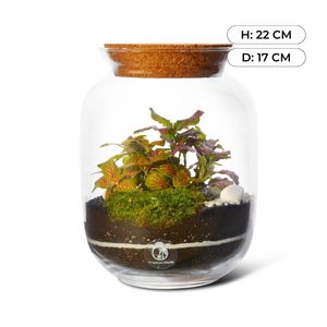 Benzersiz Paris tasarımında zemin için 22 cm konteyner ve bitkiler ile yüksek kaliteli DIY kapalı teraryum kiti - Product Image 4