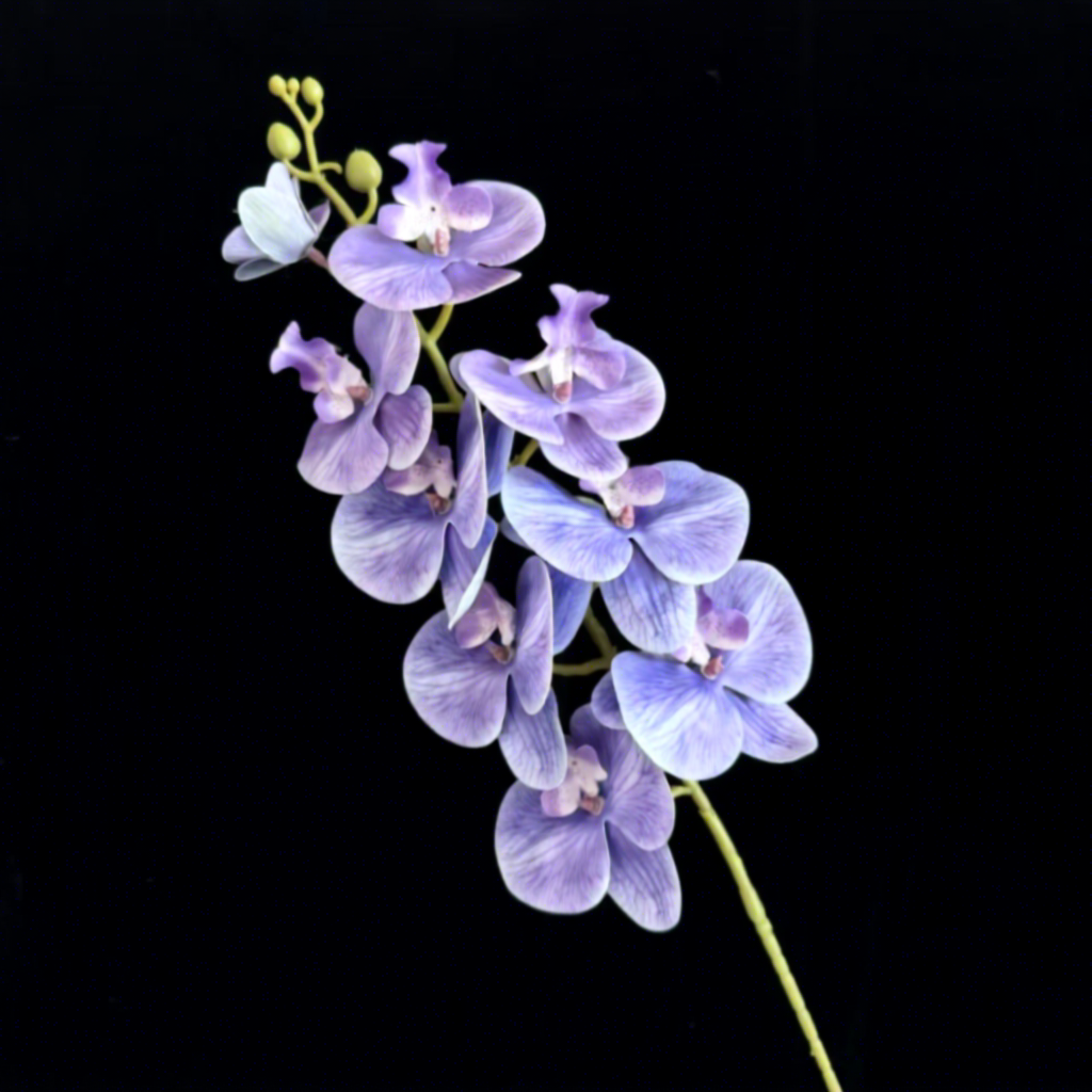 Platycodon violet