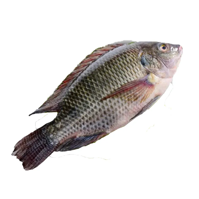 Atacado congelado inteiro tilápia peixe natural selvagem peixe vivo para venda venda marisco fresco pescado delicioso peixe do mar